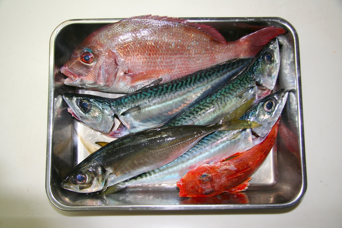 まとめ｜カナガシラは身近で美味しい旬の魚