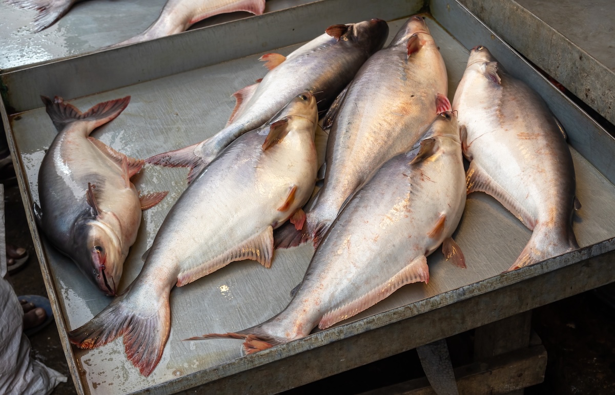 パンガシウスってどんな魚？