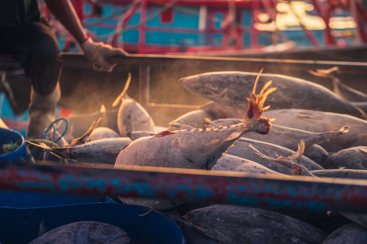 マグロの値段の違いと理由